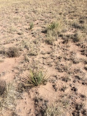 Yucca angustissima
