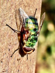 Rutilia