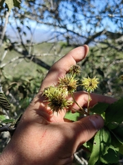 Montanoa frutescens