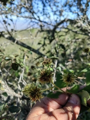 Montanoa frutescens