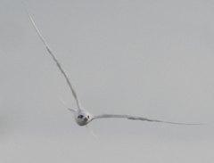 Gelochelidon nilotica