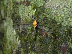 Aurotipula clara
