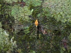 Aurotipula clara