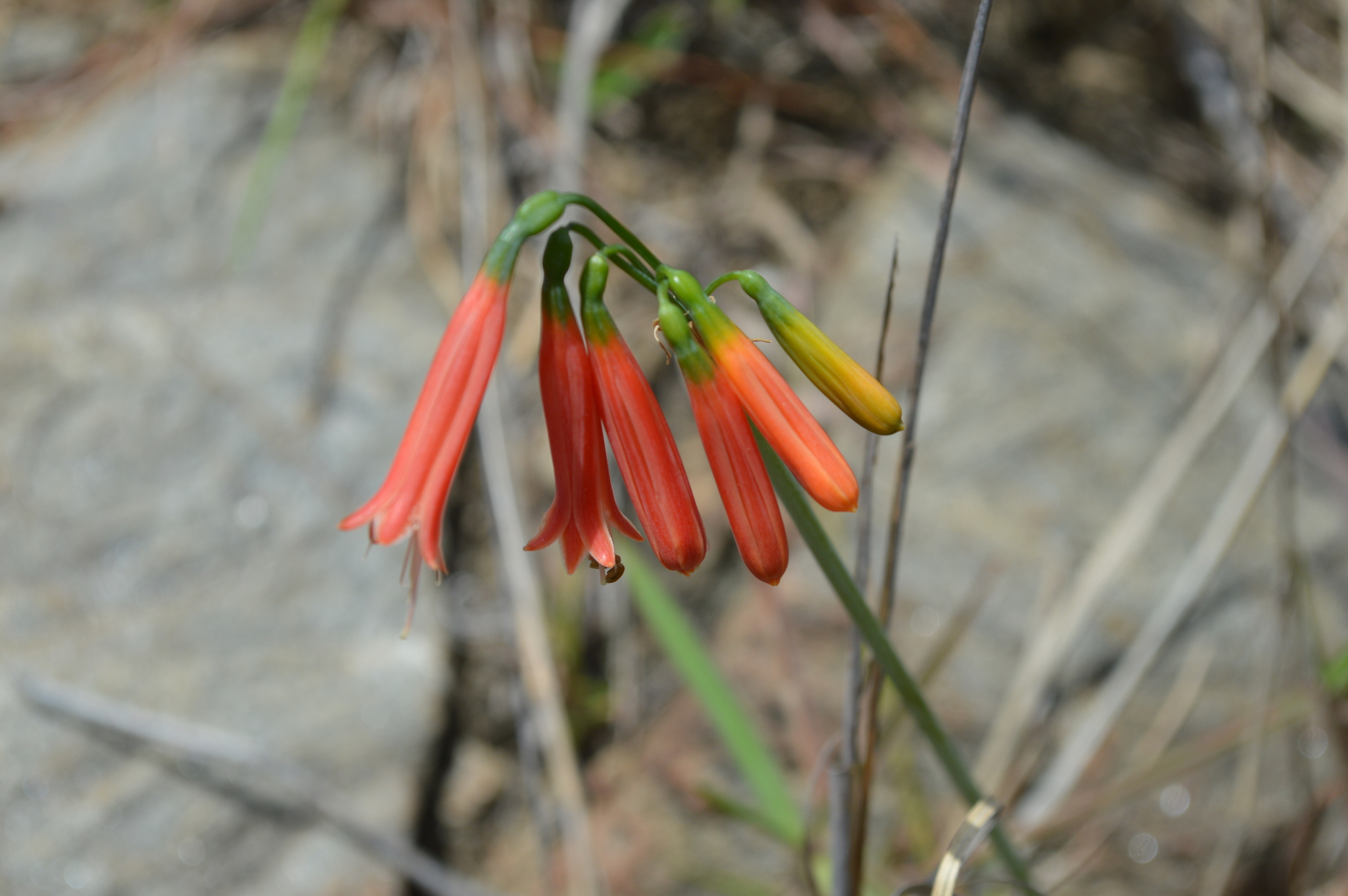 Eucrosia stricklandii image