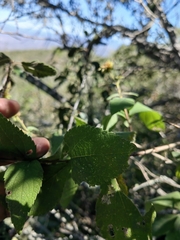 Montanoa frutescens