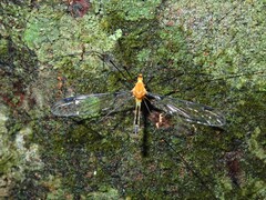 Aurotipula clara