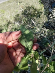 Montanoa frutescens