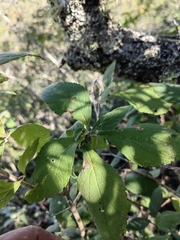 Montanoa frutescens