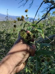 Montanoa frutescens