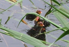 Fulica atra