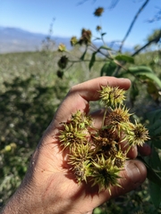 Montanoa frutescens