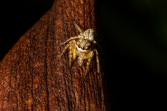 Cytaea