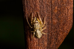 Cytaea