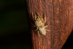 Cytaea