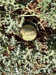 Cucumis myriocarpus