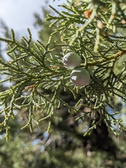 Juniperus deppeana