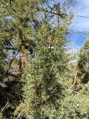 Juniperus deppeana