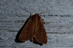 Ichneutica infensa