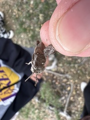 Chimarocephala pacifica