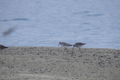 Calidris ferruginea