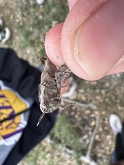 Chimarocephala pacifica