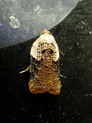 Acleris braunana
