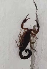 Centruroides edwardsii