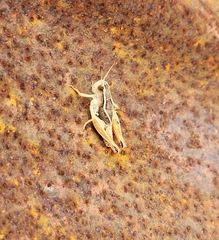 Phaulacridium crassum