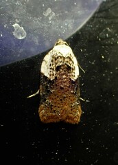 Acleris braunana