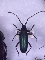 Stenaspis verticalis