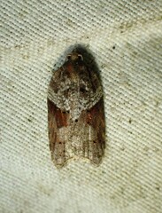 Acleris macdunnoughi