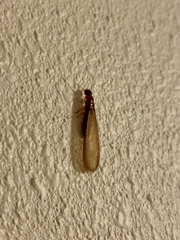 Kalotermitidae