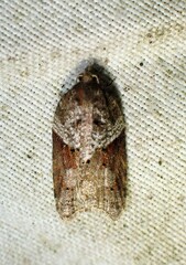 Acleris macdunnoughi