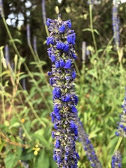 Salvia lavanduloides