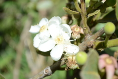 Psidium