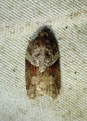 Acleris macdunnoughi