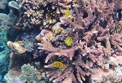 Chaetodon rainfordi