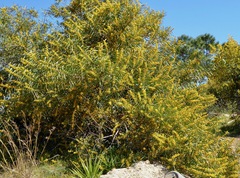Phyllodineae