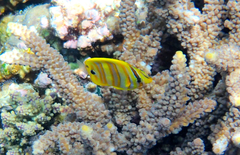 Chaetodon rainfordi