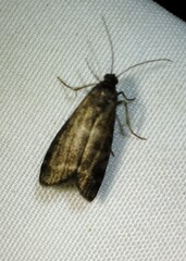 Phycitini