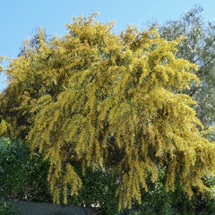 Acacia saligna