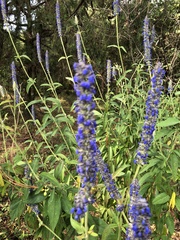 Salvia lavanduloides