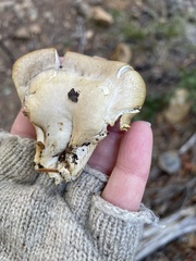 Pleurotus ostreatus