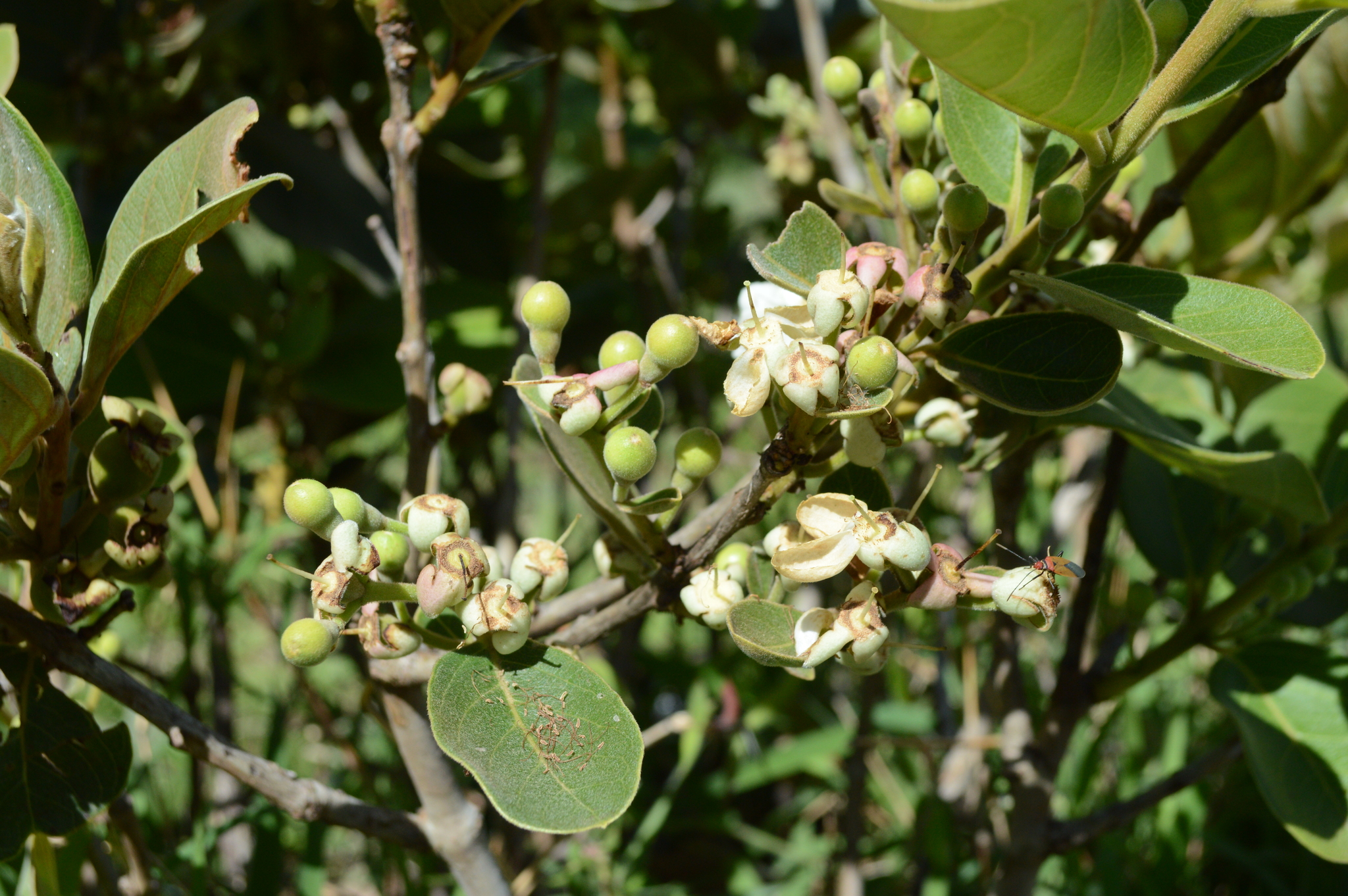 Psidium image