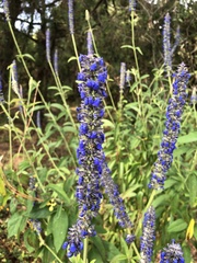 Salvia lavanduloides