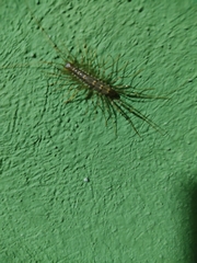 Scutigeridae