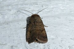 Proteuxoa tetronycha