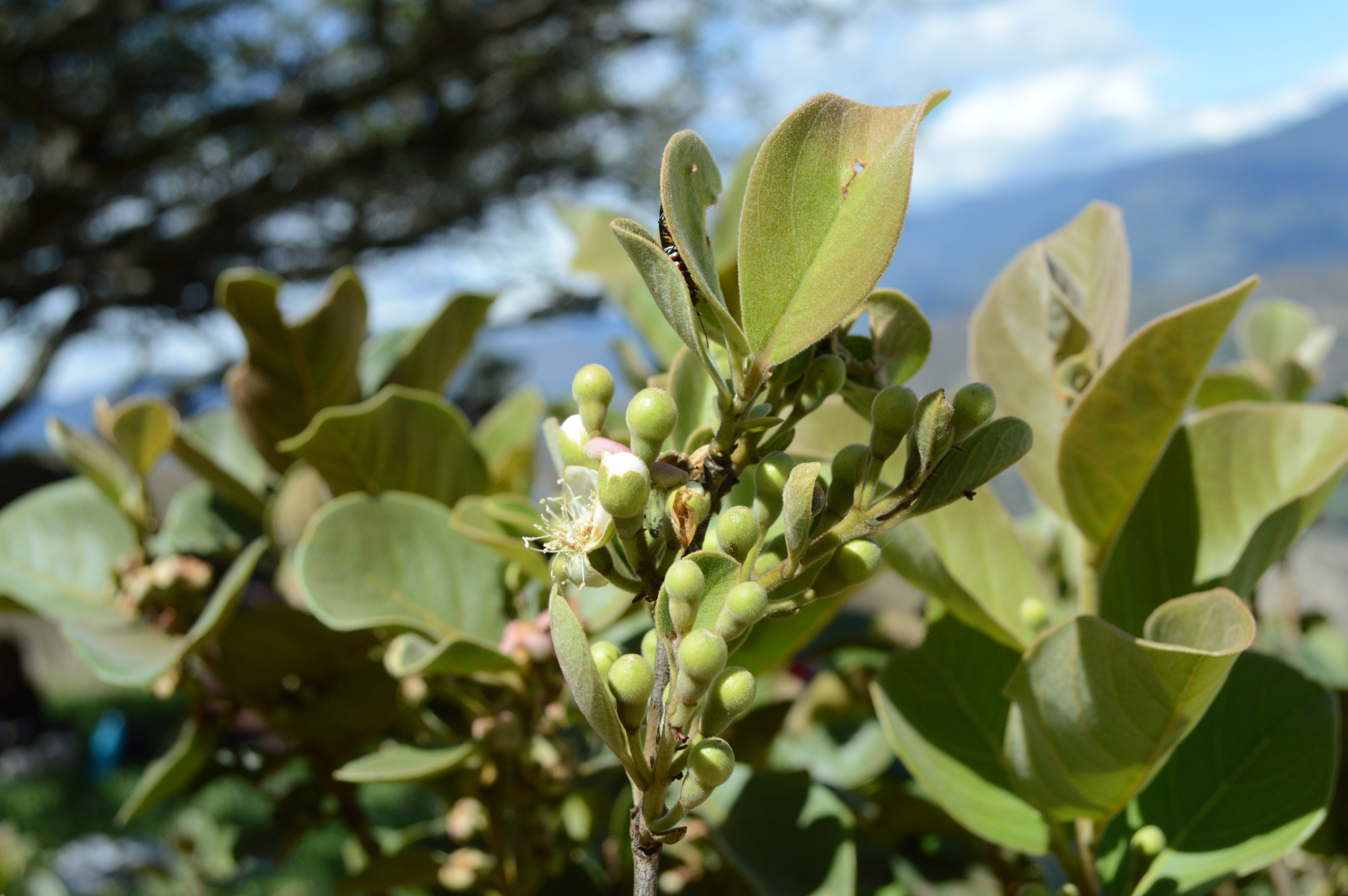 Myrtaceae image