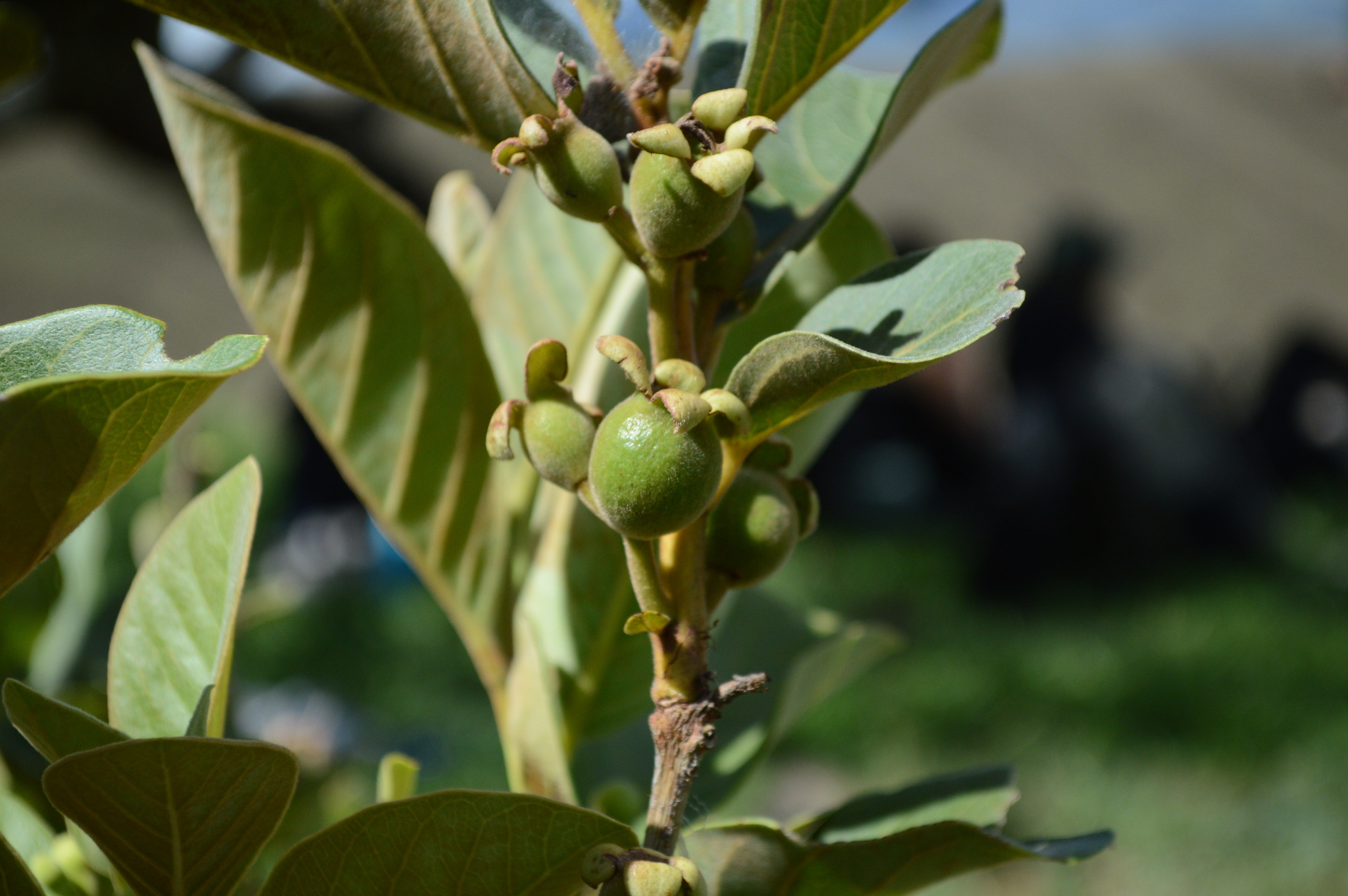 Psidium image