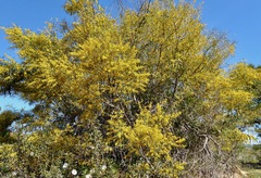 Phyllodineae